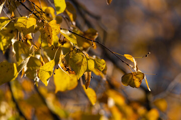 Beautiful autumn leaves on a tree in the park, close-up.