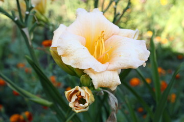 Daylily in the garden
