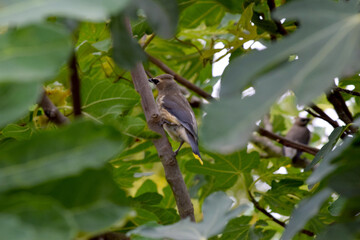 Cedar Waxwing Bird 06