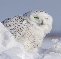 Obraz premium snow owl