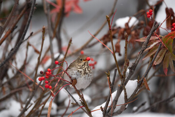 bird in the snow