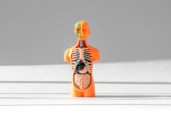3d human model with inner organs inside, ribs, intestine, lungs, stomach. Medical anatomical...