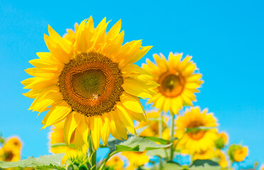 Sunflower seeds. Sunflower field, growing sunflower oil beautiful landscape of yellow flowers of sunflowers against the blue sky, copy space Agriculture