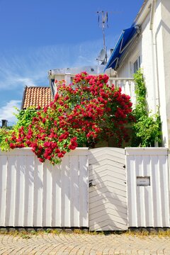 Rose garden in Vadstena - Sweden