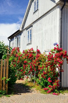 Rose garden in Vadstena - Sweden