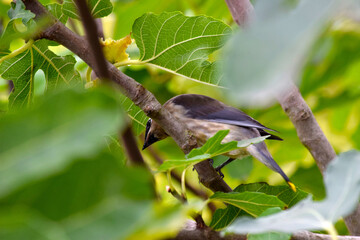 Cedar Waxwing Bird 21