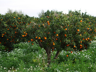 orange trees