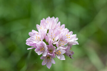 Gros plan sur les fleurs de Ciboule de Chine (Allium tuberosum)