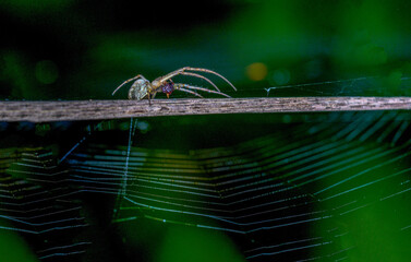 Spinne im Netz