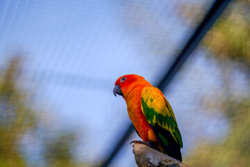 Farbenfroher Papagei im Käfig