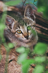 cat in the garden