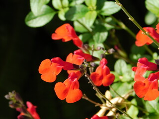 Autumn sage, or Salvia Greggii, red flowers