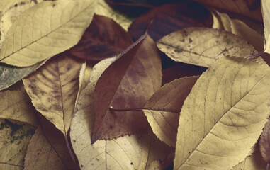 Dark leaves on ground for autumn banner concept