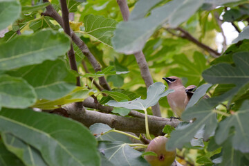 Cedar Waxwing Bird 37