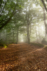 Ambiance brumeuse en pleine foret