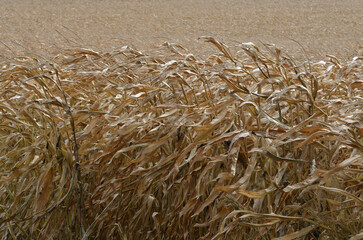 maisfelder in rheinhessen