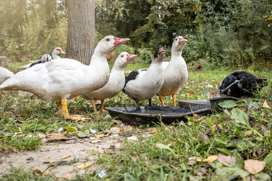 mulard ducks drink water on a home farm