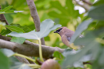 Cedar Waxwing Bird 52