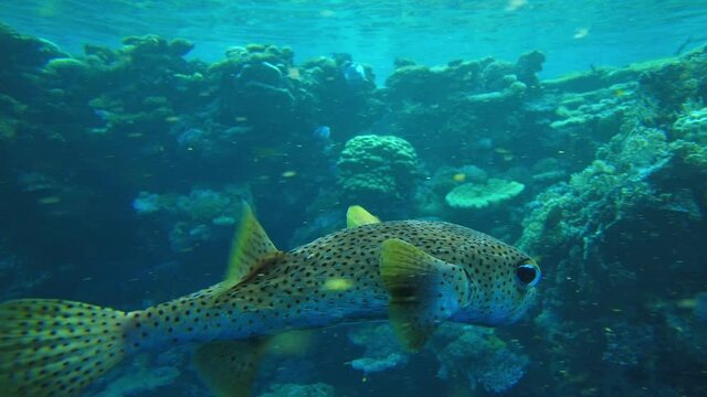 porcupinefish on a reef in the Red Sea. Fish close up in egypt
