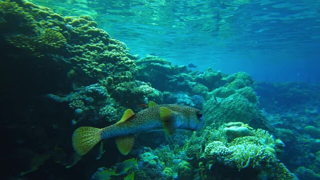 porcupinefish on a reef in the Red Sea. Fish close up in egypt