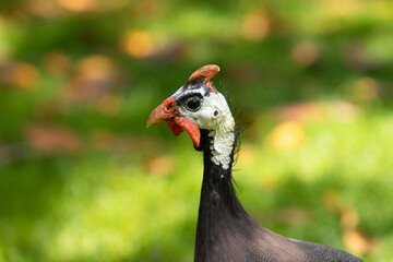 Guinea fowl head close-up. Numida meleagris, pintade, pearl hen  or gleany. Place for text.