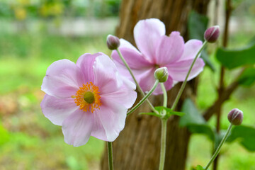 Himalayan Windflower Duo 06