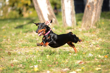 Dachshund dog running