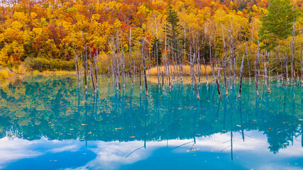 紅葉の青い池　絶景　北海道　秋