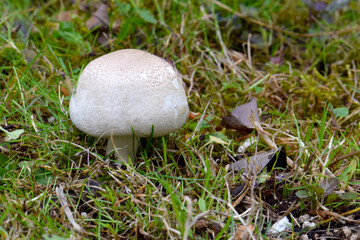 Button Mushroom in Grass 01
