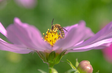 Insekt auf einer Blüte