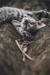 chameleon cat