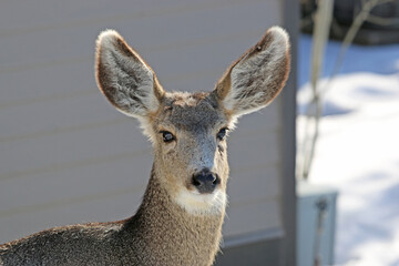 Mule deer in winter