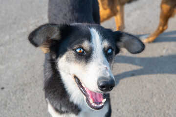portrait of a black dog with different eyes