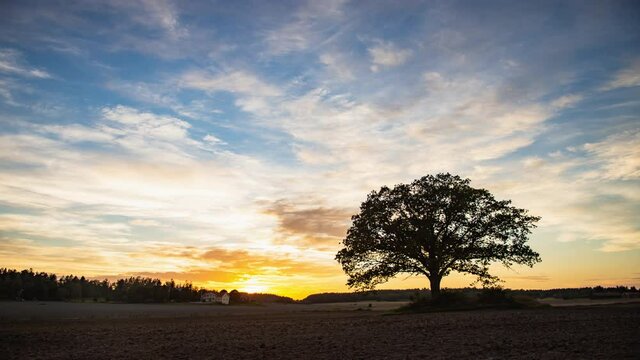 Time lapse landscape sunset with twilight fluffy cloud sky flowing on farm and lonely tree on evening