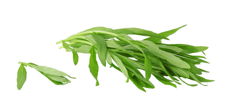 Tarragon isolated on a white background.