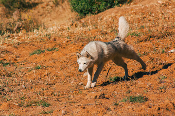 Lobo de pelaje blanco corriendo sobre la pradera