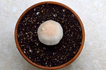 Button Mushroom Mandala 05