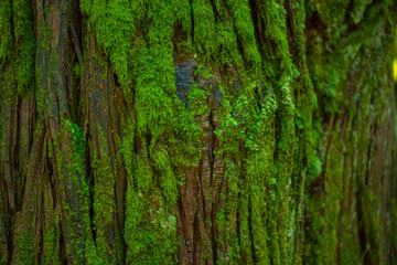green moss grows in a botanical garden in Batumi