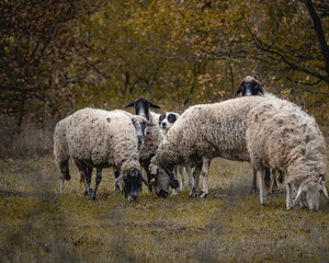 Fototapeta premium A flock of sheep and their guard dog near the small village of Varshilo in the Strandzha Mountains