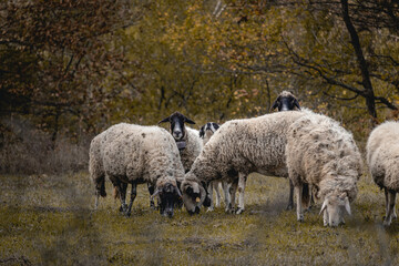 A flock of sheep and their guard dog near the small village of Varshilo in the Strandzha Mountains