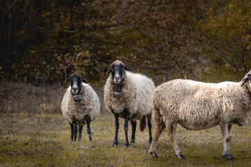 Two and a Half Sheep
