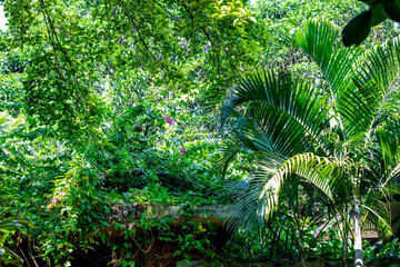 Fototapeta premium Beautiful summer green botanical garden with bright sunlight