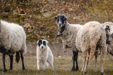 Dog guarding grazing sheep in the mountains of Strandzha during the Autumn