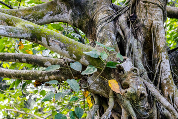 Close up view of an aged banyan tree roots and branches in the deep forest