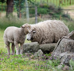 sheep and lamb