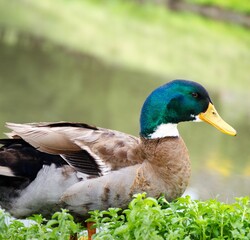 Obraz premium Green Collar Duck