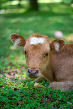 young red calf with a white spot on the head