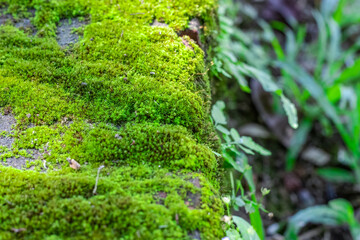 Green moss growing on a brick wall close up shot with selective focus