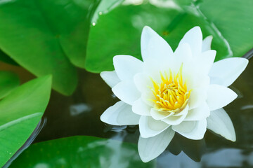 Beautiful white lotus flower in water, closeup