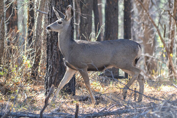 Mule deer going for a stroll